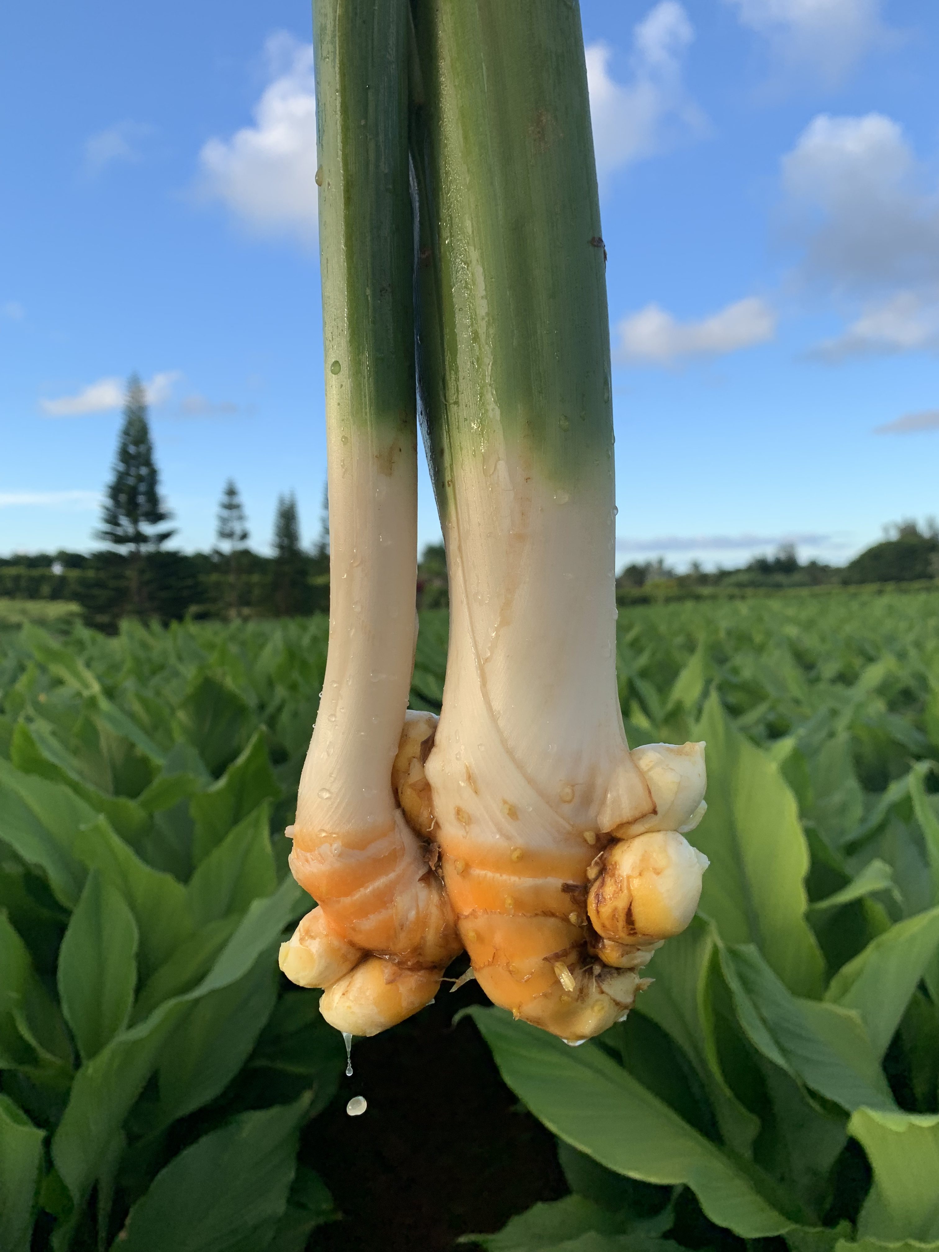 Organic Turmeric!